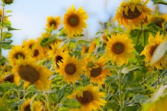 Sunflower_1